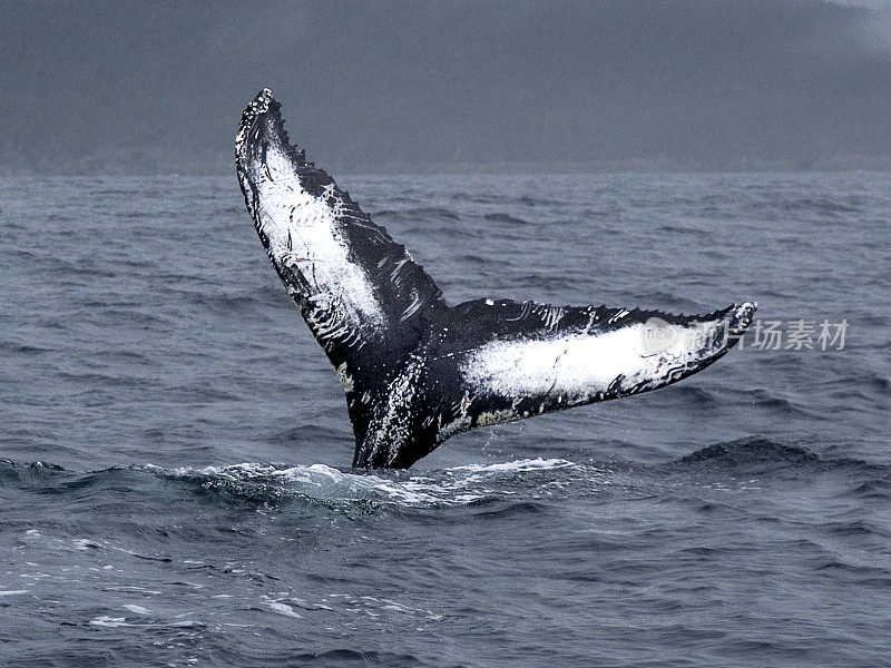 Fluke with wounds inflicted by Orcas